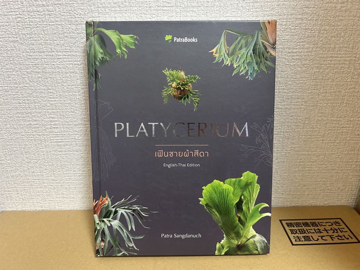 platycerium
