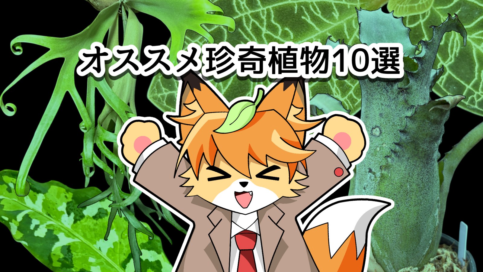 【必見】初心者におすすめの珍奇植物10選