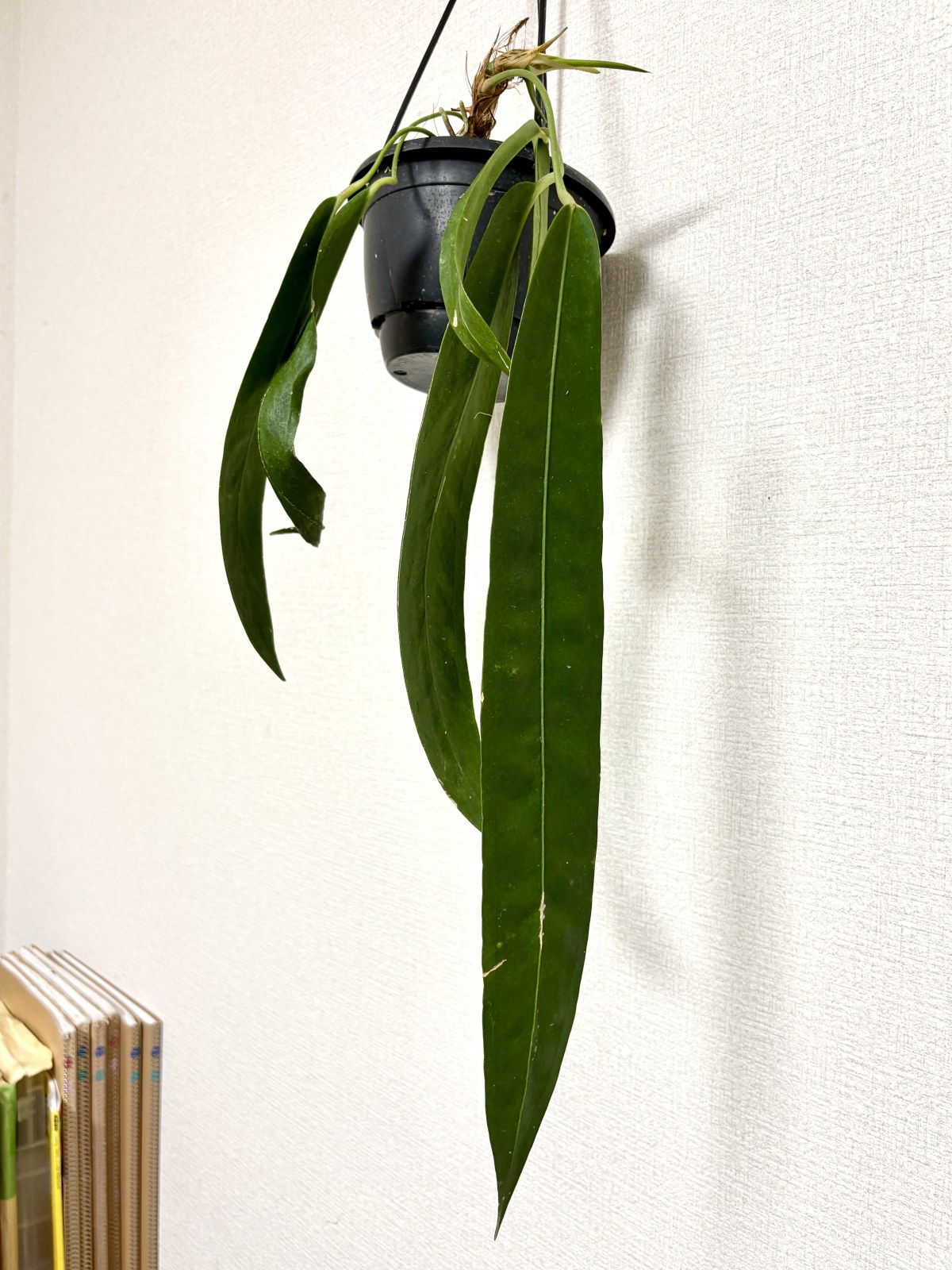 ウェンドリンゲリ
