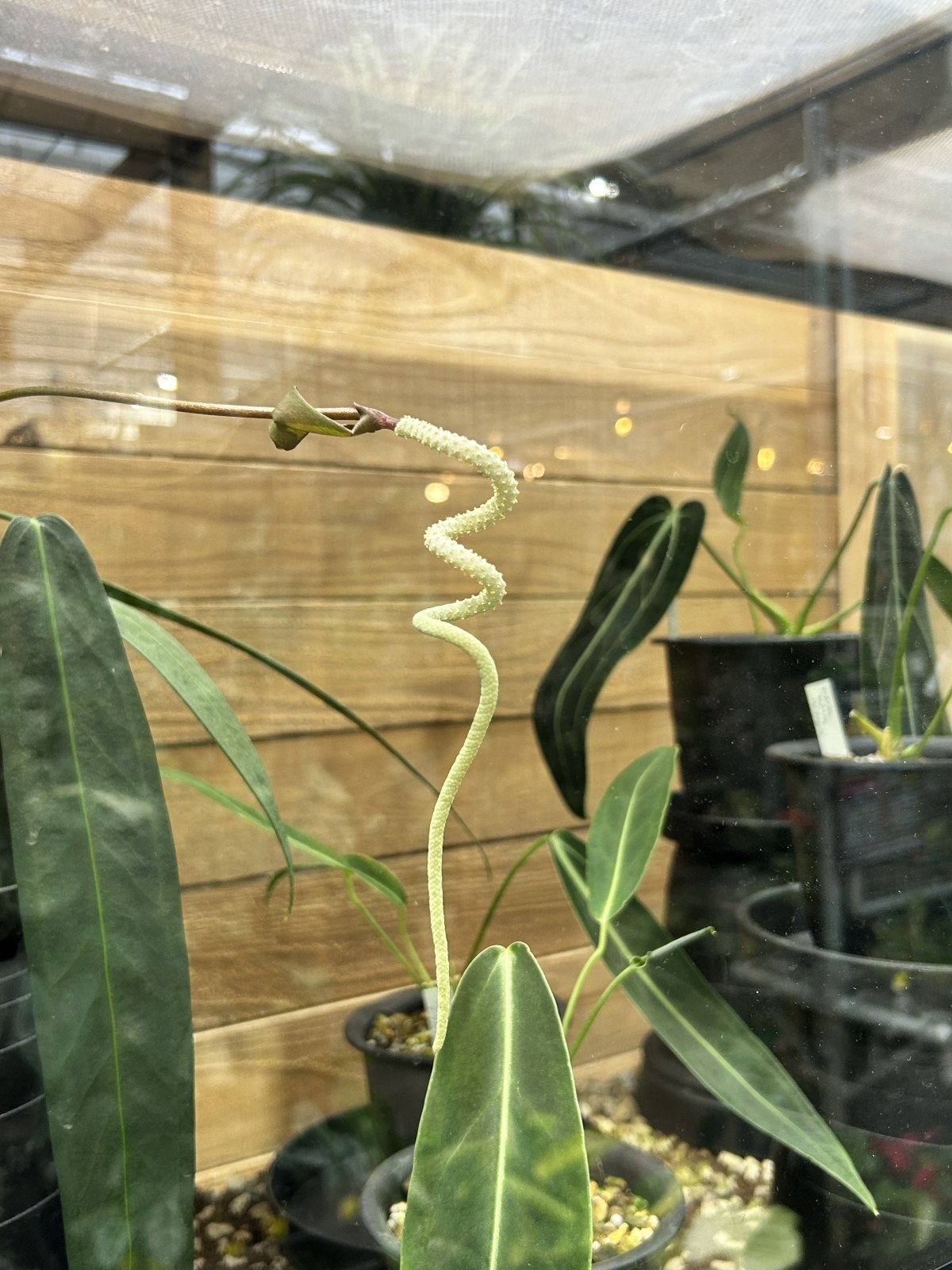 葉っぱの長さは愛の長さ。長葉系アンスリウムの魅力と育て方