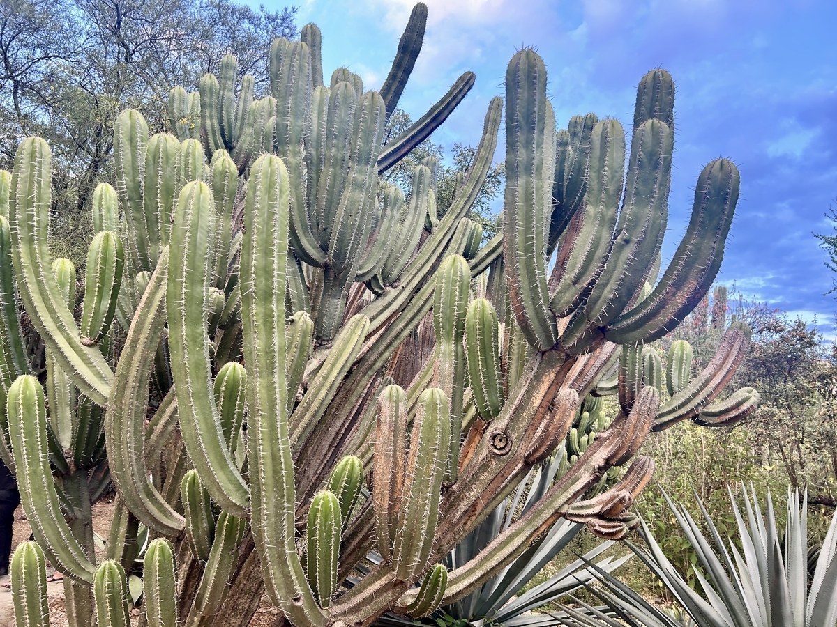 メキシコに行った話
