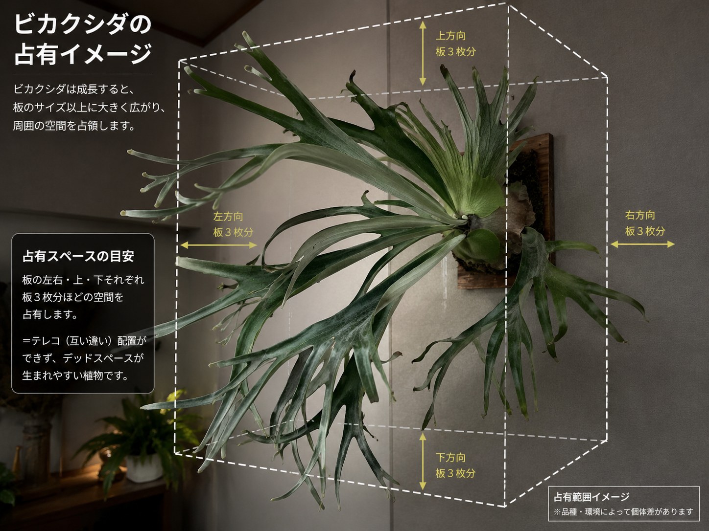 【実体験】ビカクシダって本当にカッコよくなる?、答え「なります。ただ...」