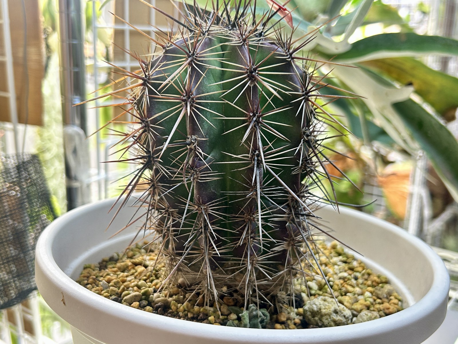 弁慶柱について解説!