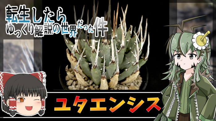 ユタエンシス解説