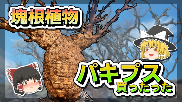 塊根植物回の画像