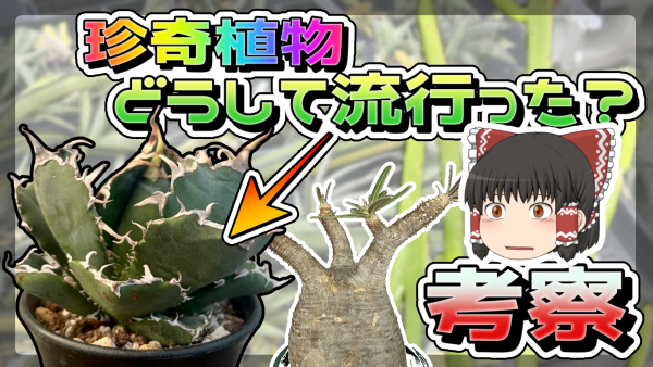 【ゆっくり考察】ド偏見で珍奇植物ブームの歴史を追う