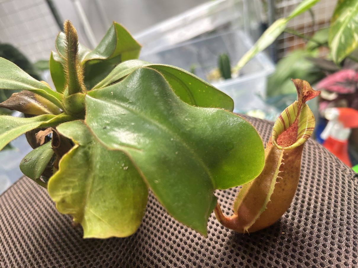 Nepenthes veitchii