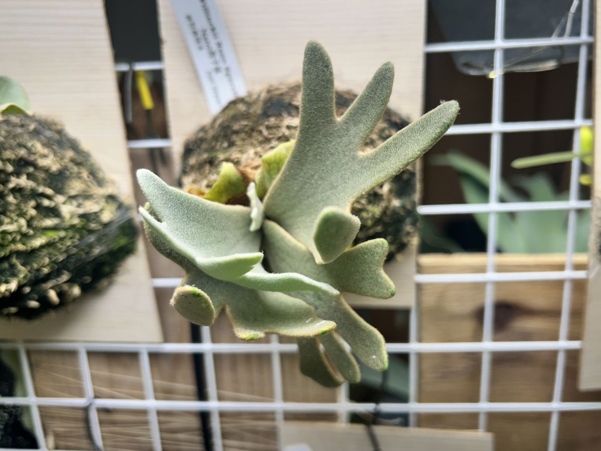 Platycerium Nano