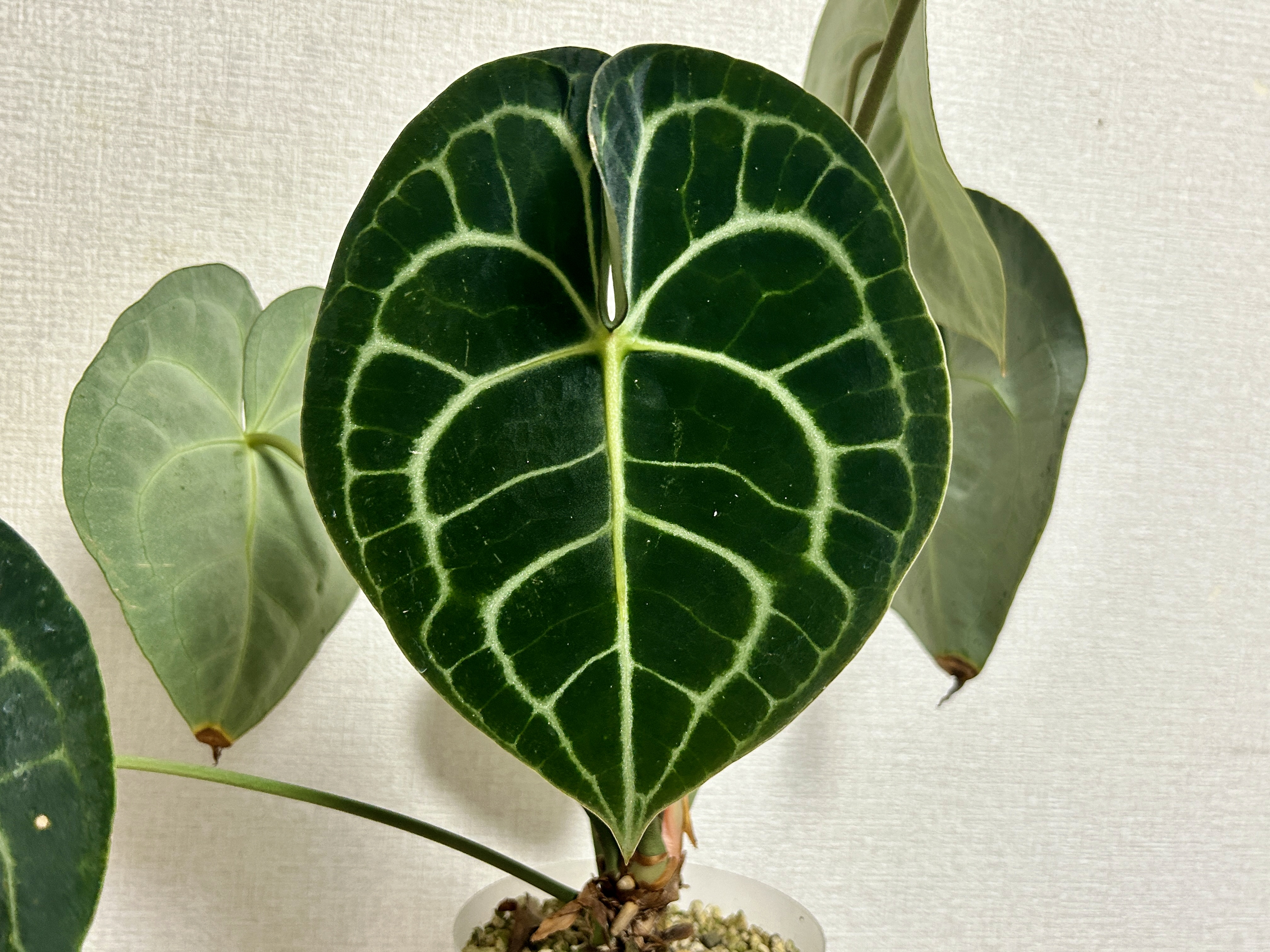 アンスリウム　クラリネルビウム