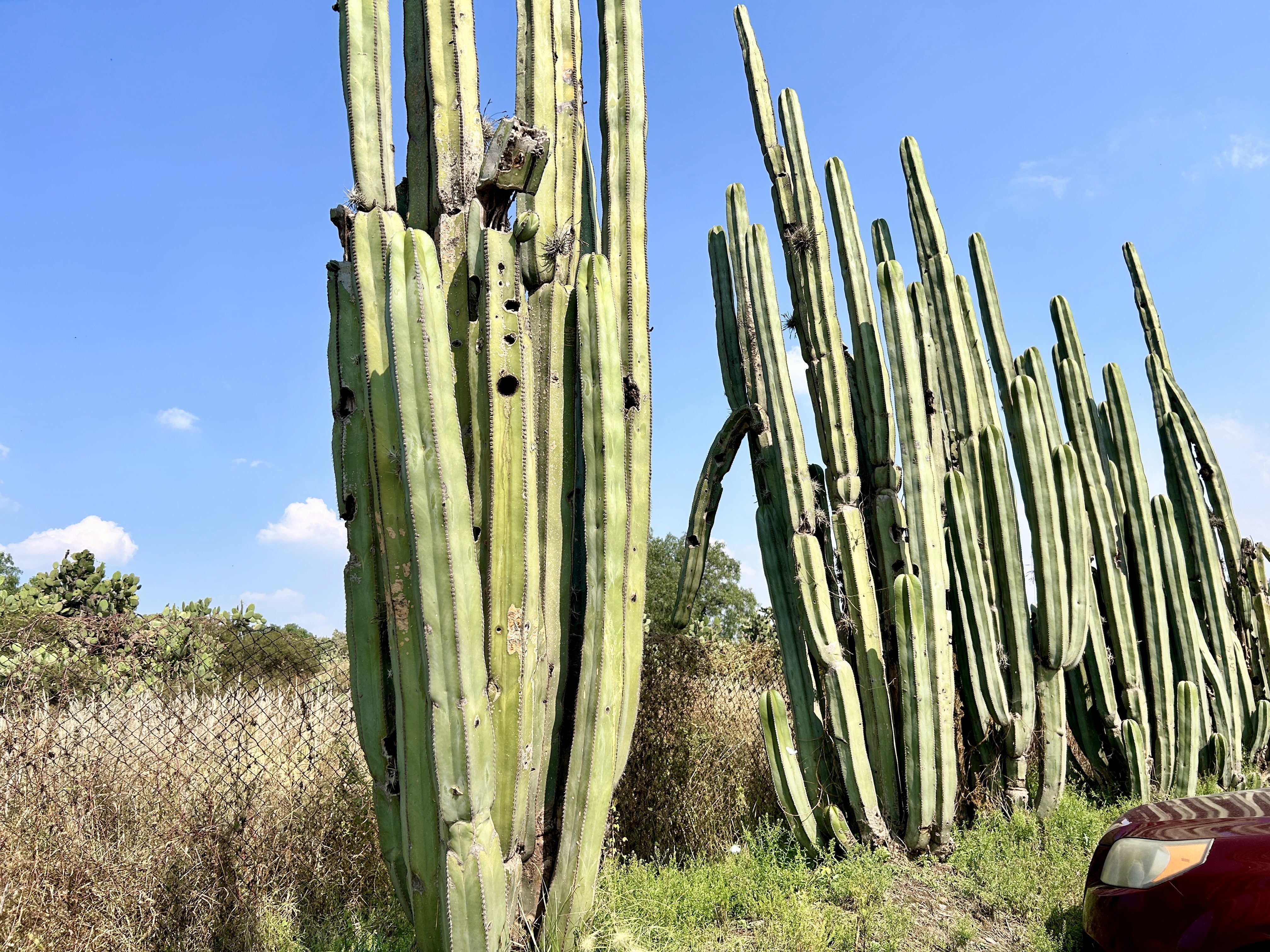 ハシラサボテン