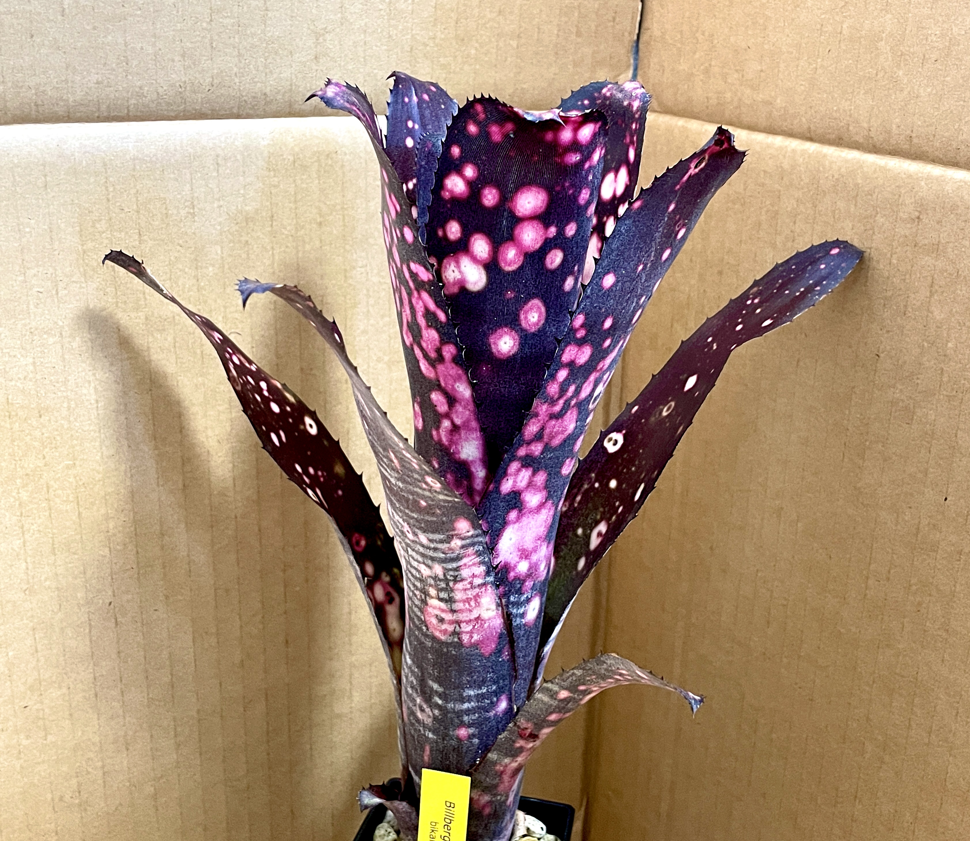 ビルベルギア スモークスタック