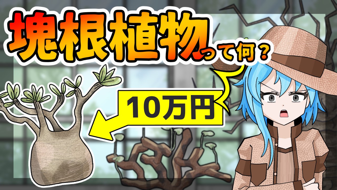 【アニメ解説】塊根植物（コーデックス）って何？大流行中の「塊根植物」をゆるーく解説！【塊根植物・コーデックス】のサムネイル