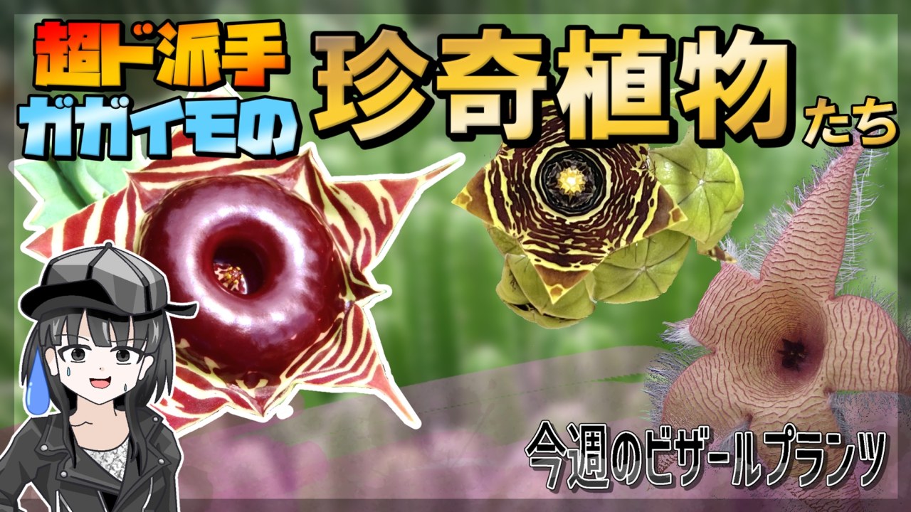 【ビザールプランツ紹介】前代未聞！ド派手な花を咲かせる多肉植物！？【ガガイモ】【スタぺリア・フェルニア】のサムネイル