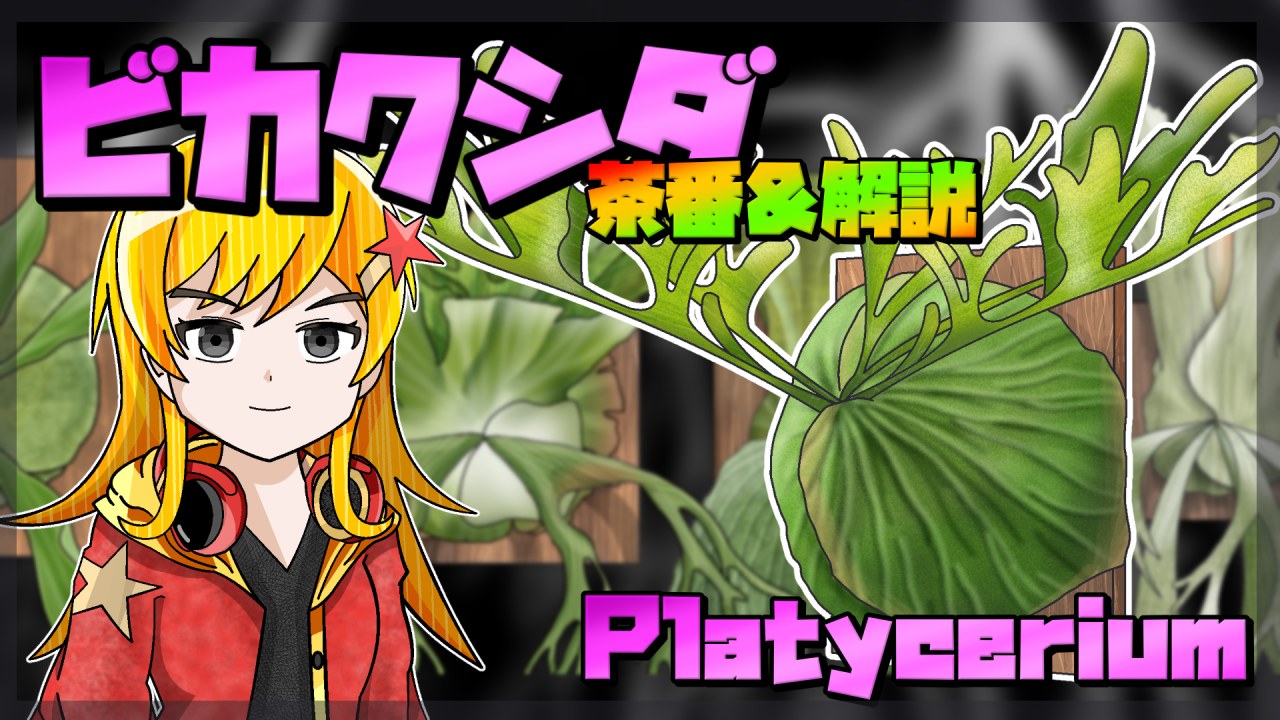 【アニメ茶番解説】ビカクシダってどんな植物？本物の植物園に潜入調査！【コウモリラン・簡単な品種解説】のサムネイル