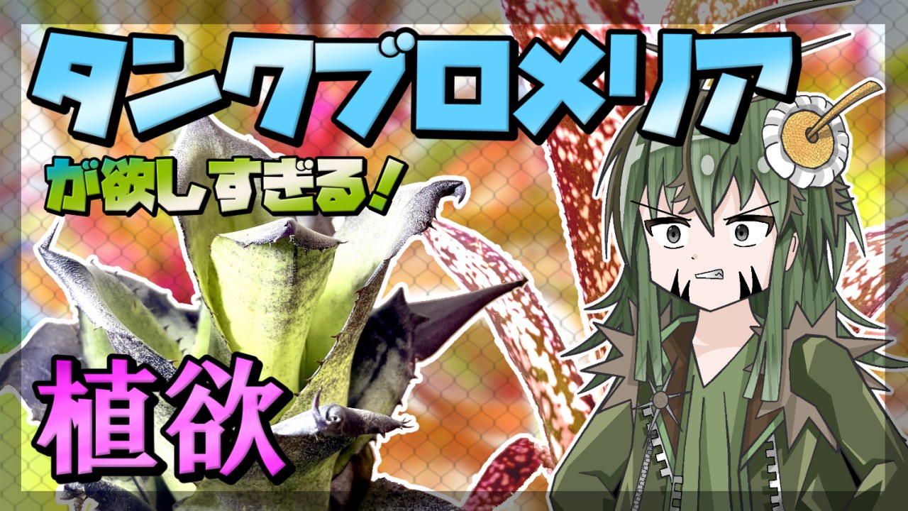 【アニメ茶番】世界一奇麗な草「タンクブロメリア」が欲しすぎる！！【ビザールプランツ】のサムネイル