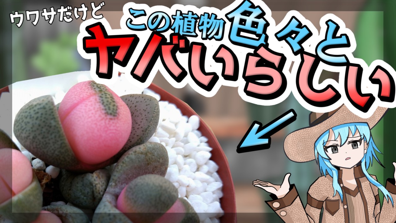 【アニメ茶番】賛否両論！？ホームセンターに闇の多肉植物が出回っている件について【令和のなんちゃら】【薬斑】のサムネイル