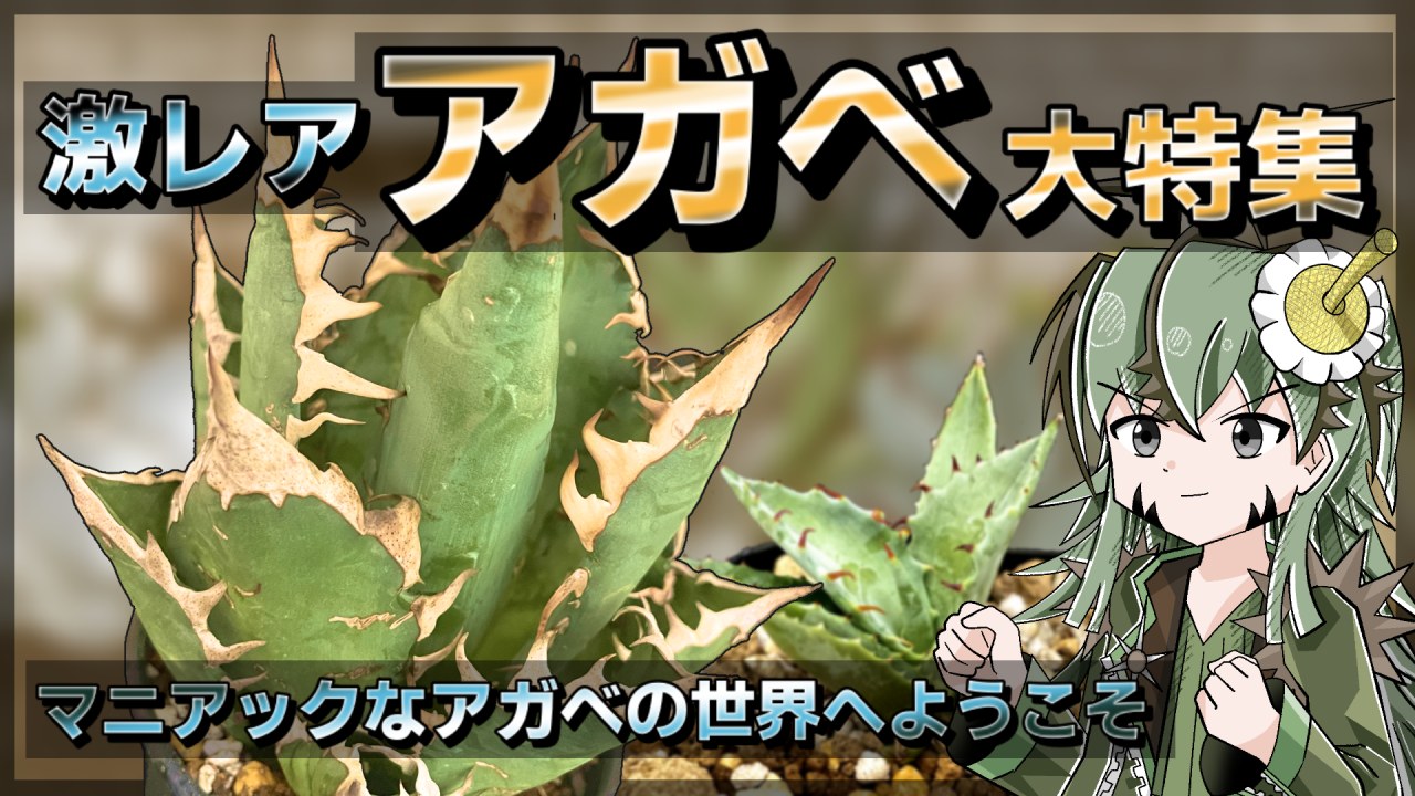 【植物アニメ】アガベ特集！マニアックなアガベを色々紹介！【最強の多肉植物】のサムネイル