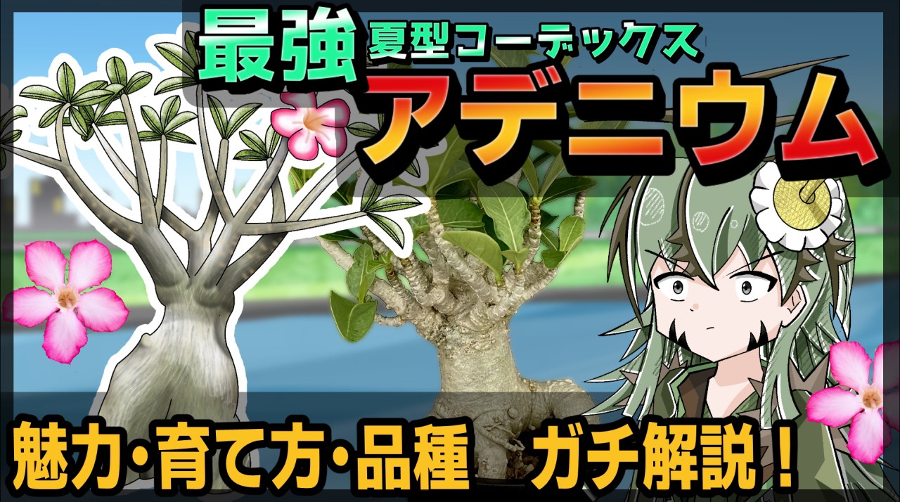 【アニメ解説】夏型コーデックス！「アデニウム」の試験対策講座！【塊根植物・多肉植物】【アデニウム】のサムネイル