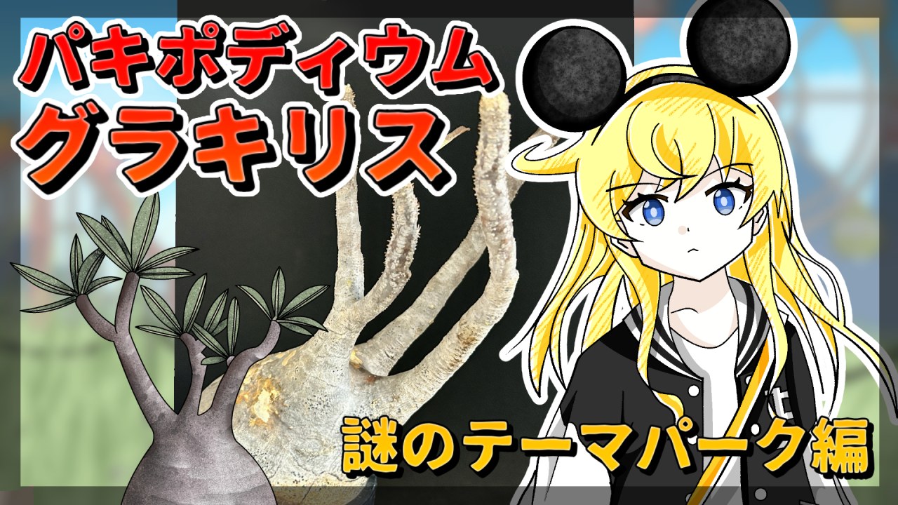 【アニメ解説】パキポディウムの遊園地で、育て方と発根管理を学ぼう！【グラキリス】【塊根植物】※概要欄必読のサムネイル