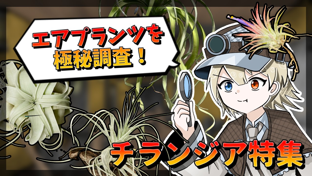 【植物アニメ】チランジア特集！謎の遺跡でエアプランツを極秘調査！【ブロメリア・インテリアグリーン】のサムネイル