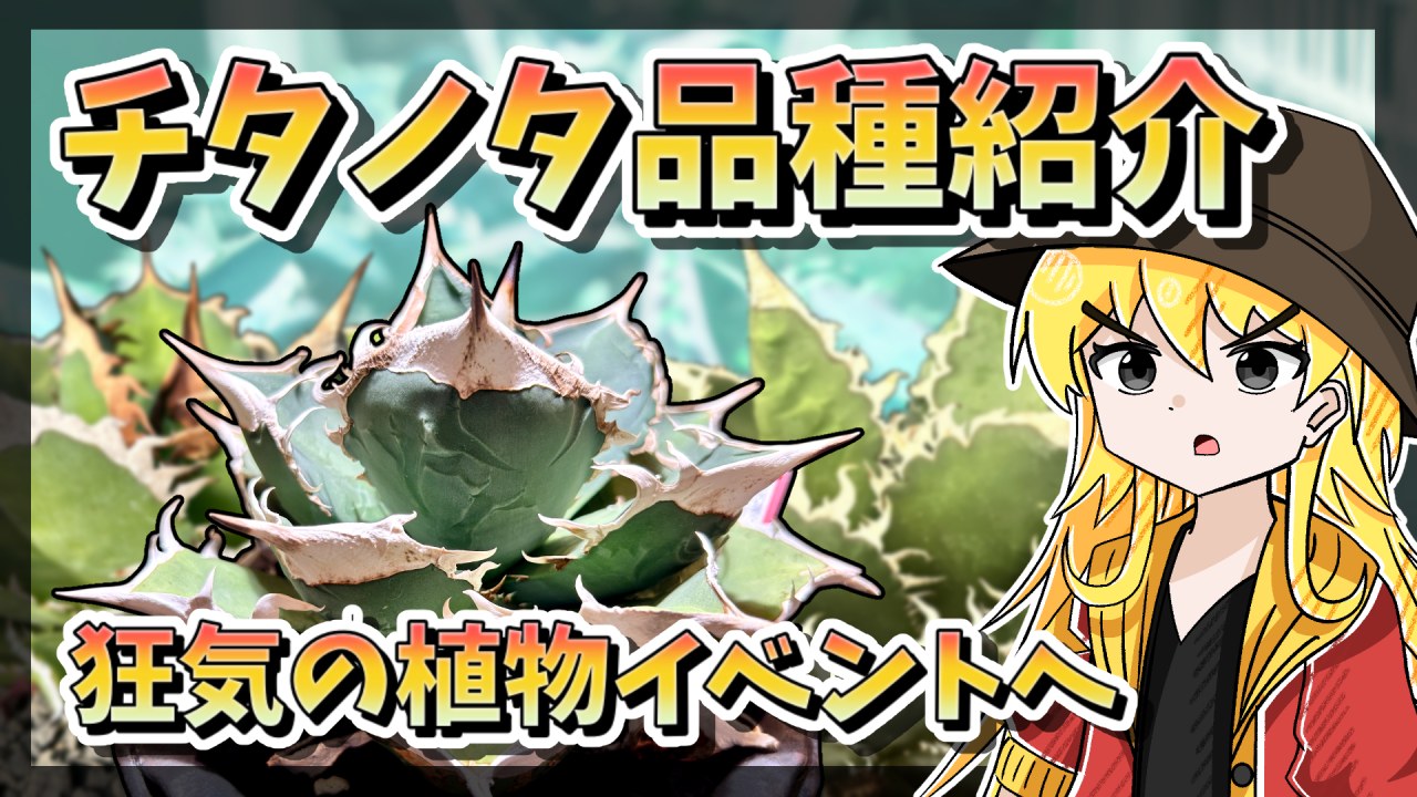 【アニメ解説】チタノタ限定植物イベントをレポート！ついでに品種紹介【アガベ・多肉植物】のサムネイル