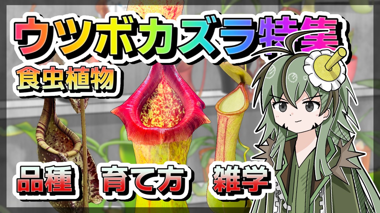 【アニメ解説】食虫植物！ウツボカズラの基礎からマニアックな知識まで全部教えます！【ネペンテス特集】のサムネイル