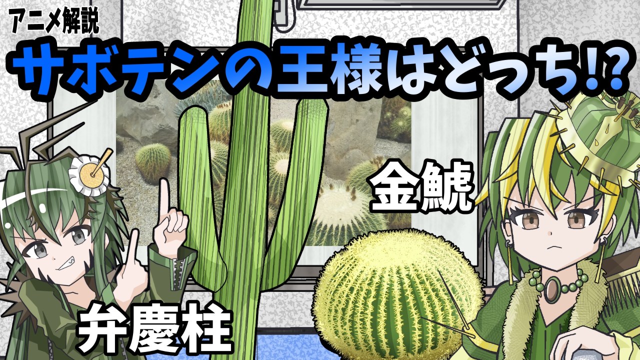 【アニメ茶番解説】サボテンの王様はどっち！？弁慶柱と金鯱のプレゼンテーション大会！【サボテン解説】【マニアックすぎる】のサムネイル
