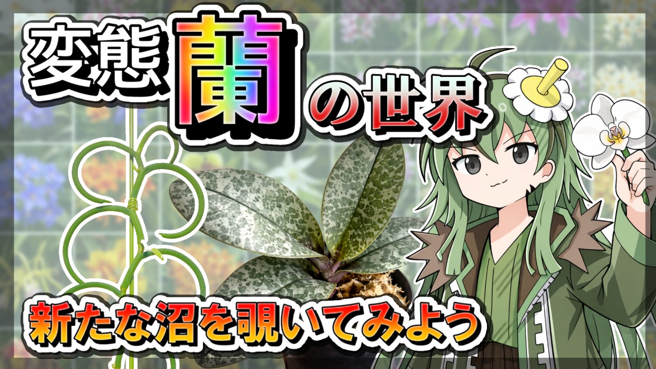 【植物アニメ】_し蘭_とは言わせない！　オーキッド（蘭）の語源、知ってる？のサムネイル
