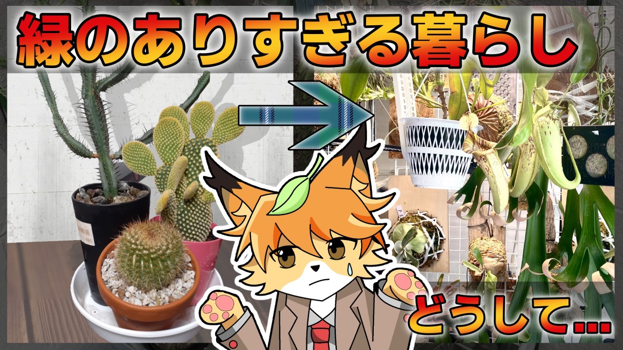 【番外編】植物沼の二年間。主が園芸にドハマりした経緯を語る回【緑のありすぎる暮らし】のサムネイル