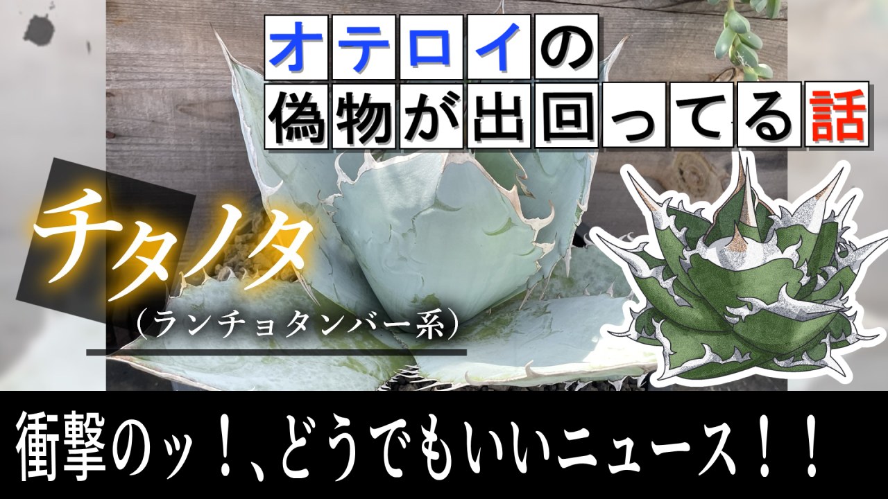 【デザイン解説】アガベ、チタノタの不祥事！？ドキュメンタリー番組が考察！【ピーコッキー　メリクロン】のサムネイル