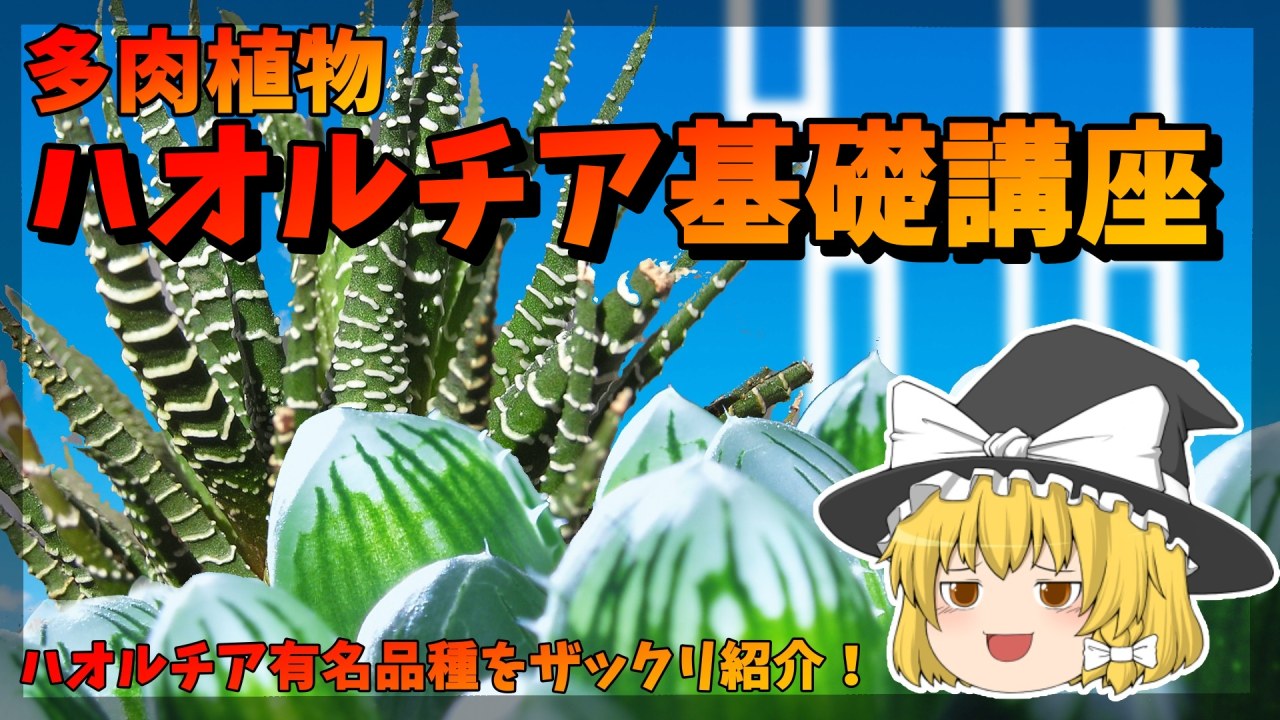 【ゆっくり解説】ハオルチア基礎講座【多肉植物品種紹介】のサムネイル