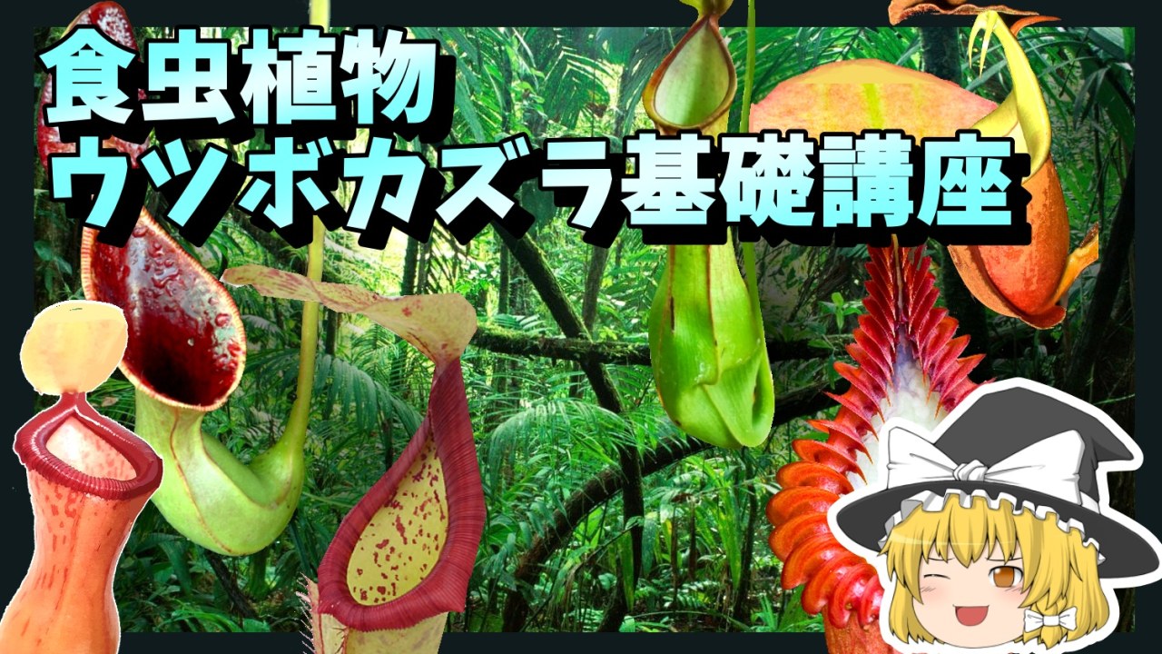 【食虫植物】ウツボカズラ基礎講座【ゆっくり解説・ネペンテス】のサムネイル