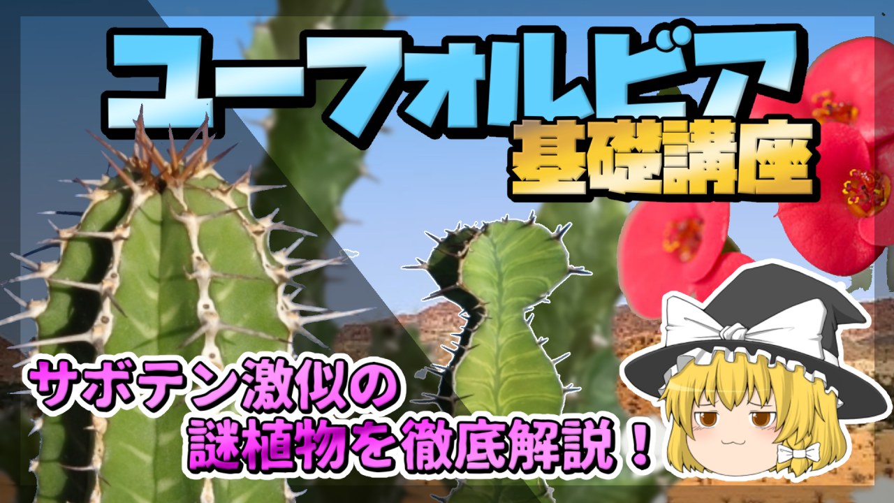 【ゆっくり解説】ユーフォルビア基礎講座のサムネイル