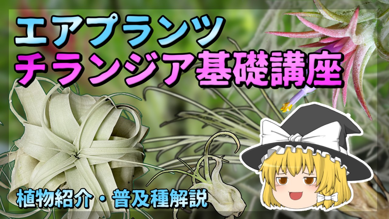 【ゆっくり解説】チランジア基礎講座【エアプランツ】のサムネイル