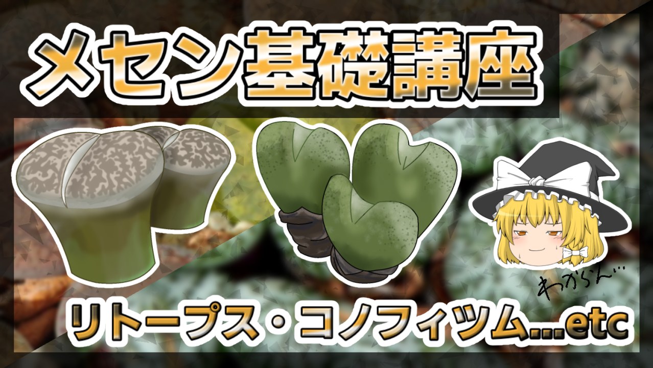 【ゆっくり解説】メセン基礎講座【リトープス・コノフィツム】【多肉植物】のサムネイル