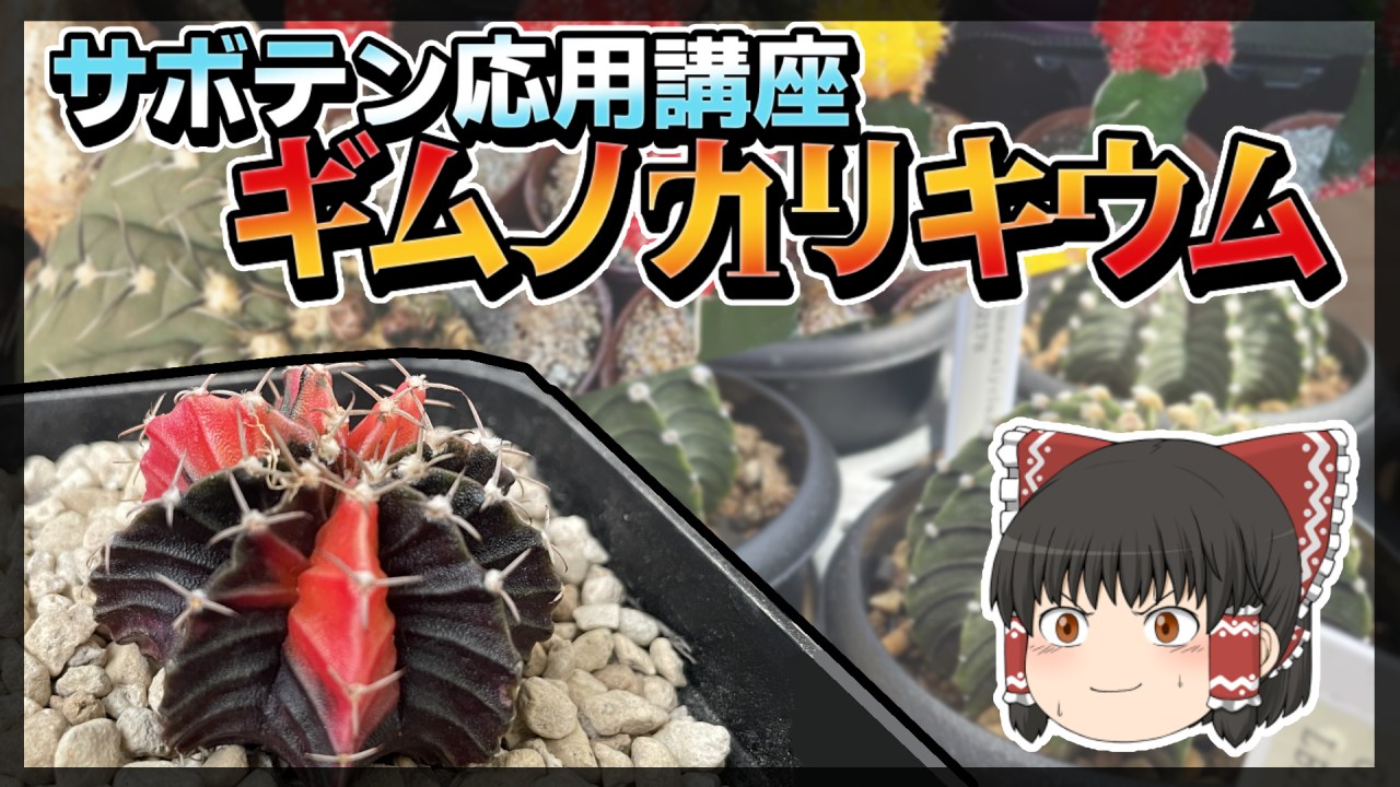 【ゆっくり解説】サボテン応用講座～ギムノカリキウム編～【多肉植物】のサムネイル
