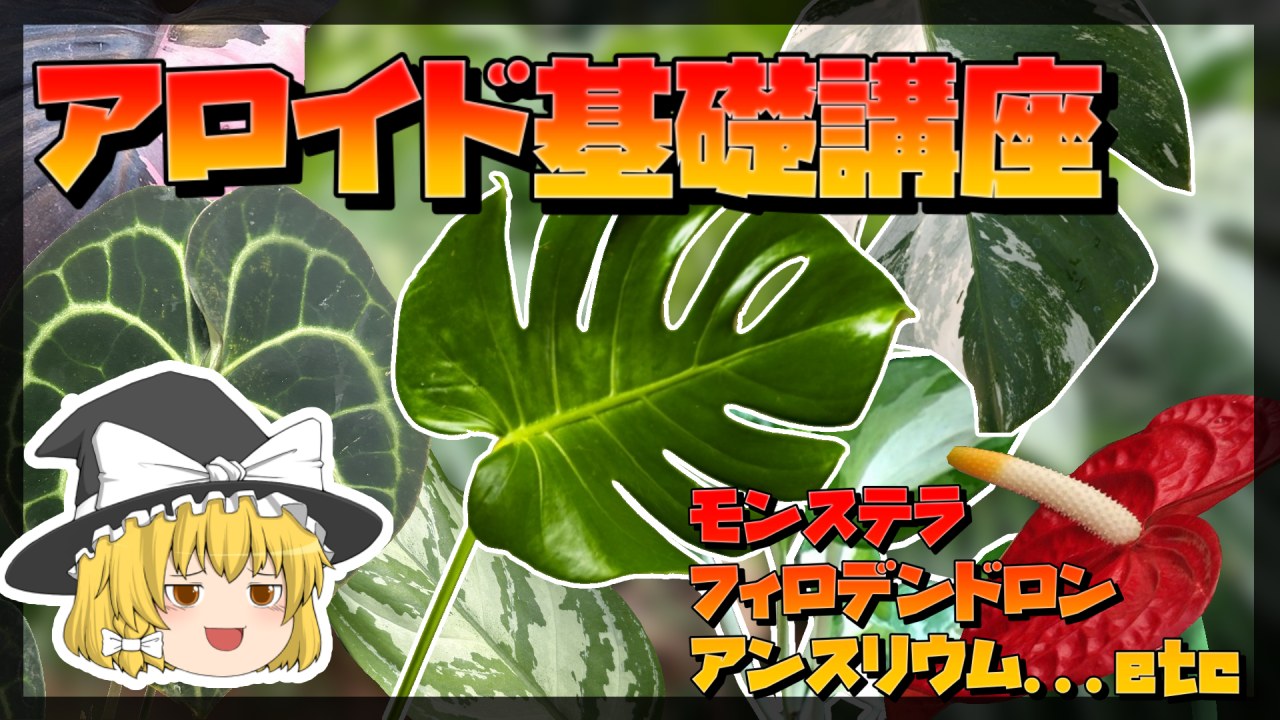 【ゆっくり解説】観葉植物の王者！サトイモ科の珍奇植物、アロイドとは！？【モンステラ・フィロデンドロン・アンスリウムなどなど】のサムネイル
