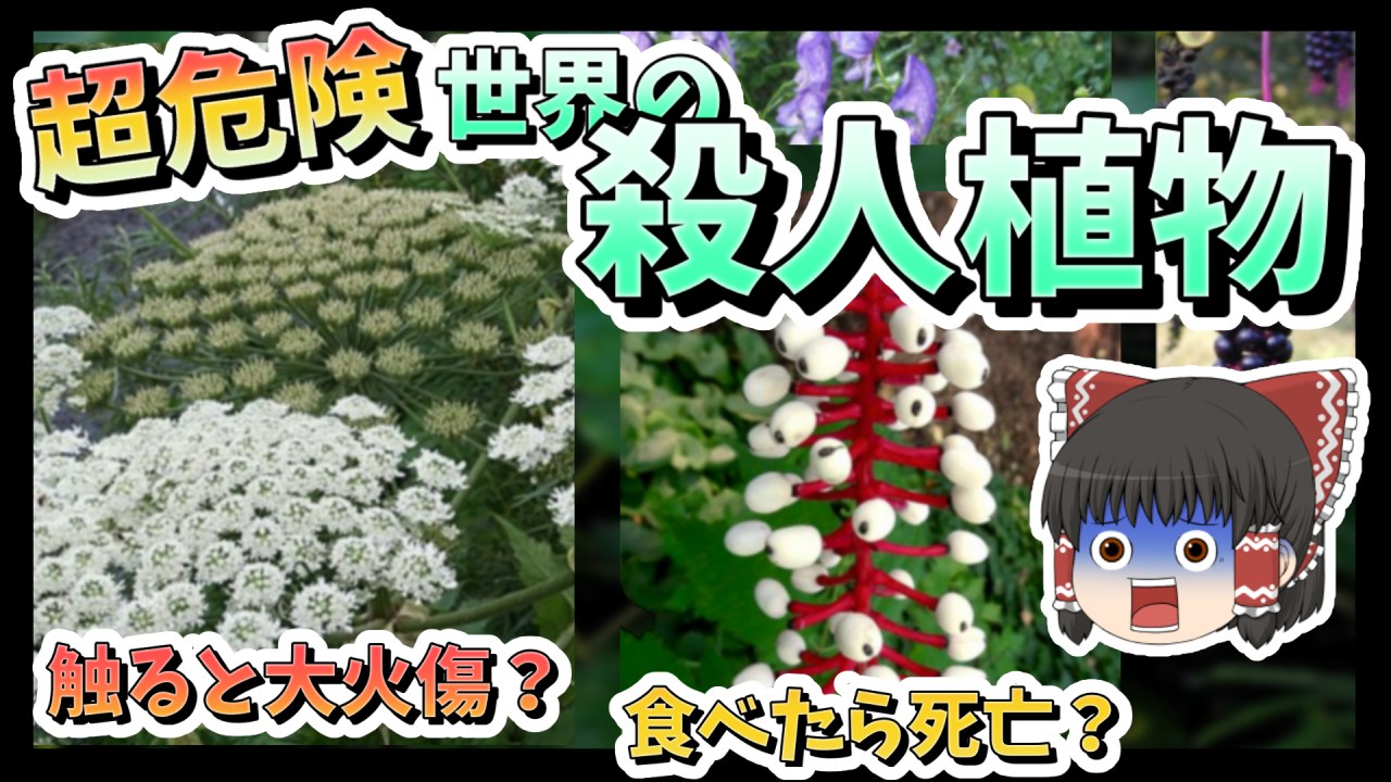 【ゆっくり解説】食べたら即死！？世界の危険すぎる植物たちを紹介！【有毒植物・危険植物】【植物雑学】のサムネイル