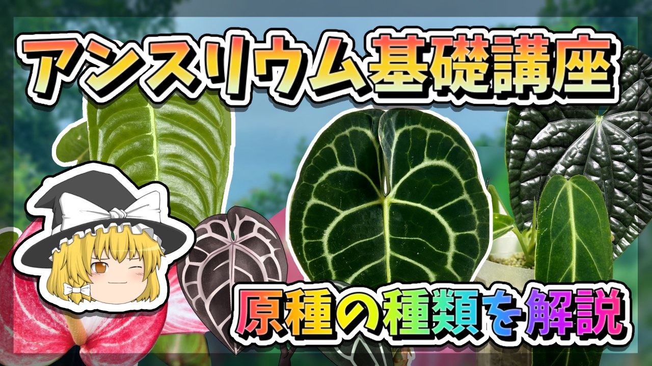 【ゆっくり解説】アンスリウム基礎講座【アロイド・観葉植物】のサムネイル