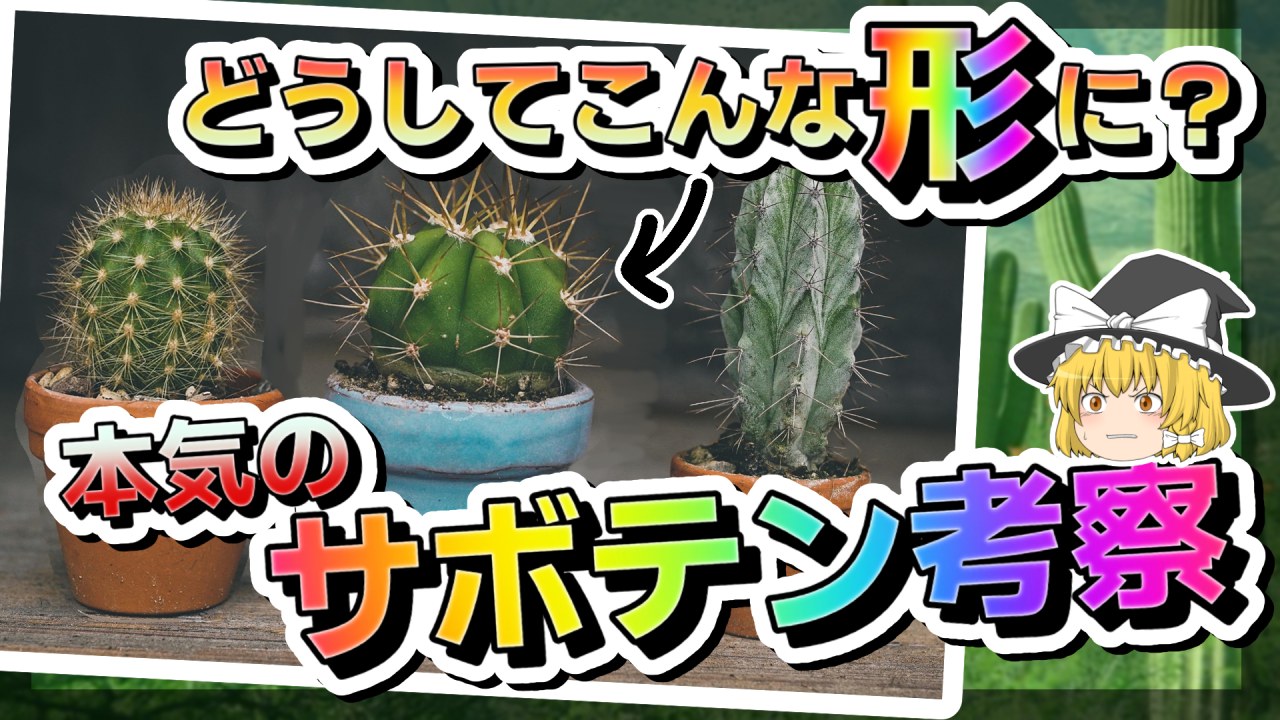 【ゆっくり考察】なぜサボテンはこんな姿に？？サボテンの進化と特徴を科学する【マニアックすぎる多肉植物の話】のサムネイル