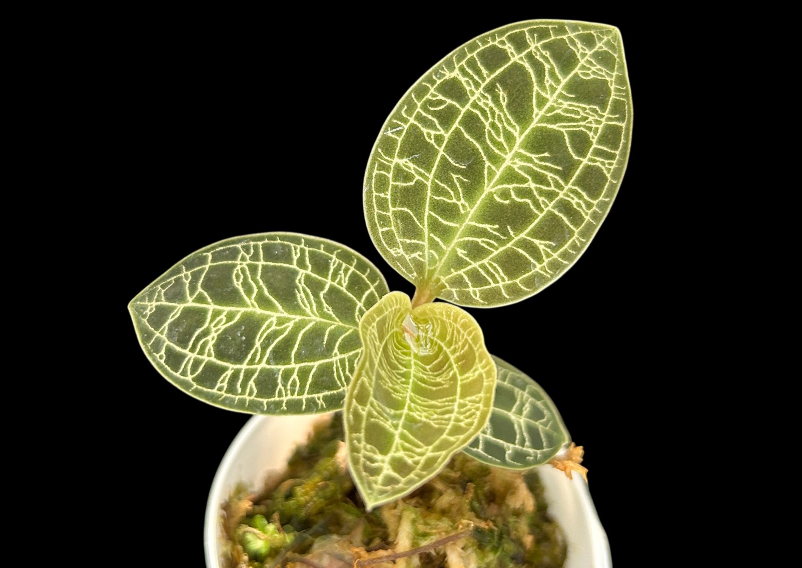 マコデス・ペトラ【ジュエルオーキッド】（Macodes petola）の写真