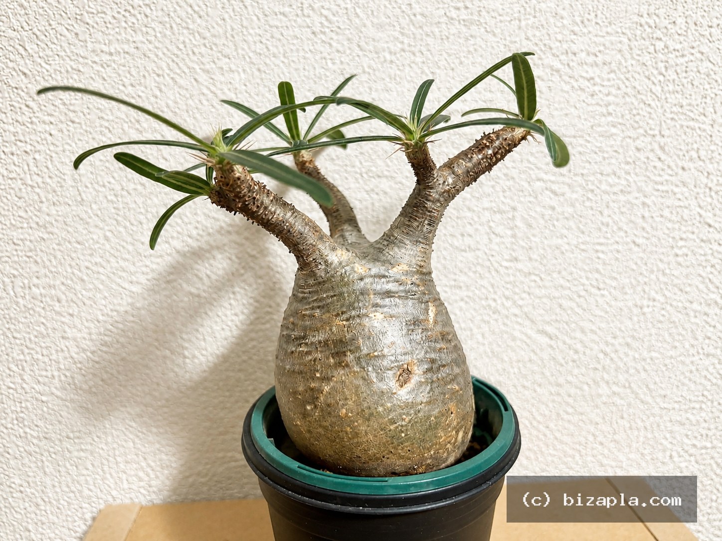 パキポディウム・グラキリス（Pachypodium rosulatum var. gracilius）の写真